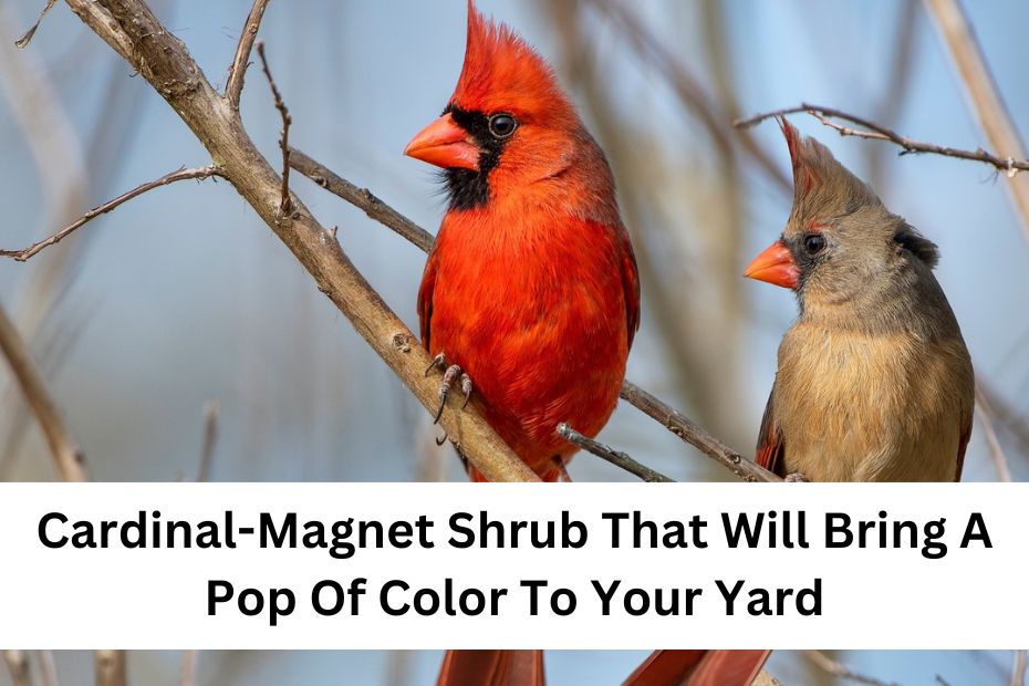 Cardinal-Magnet Shrub