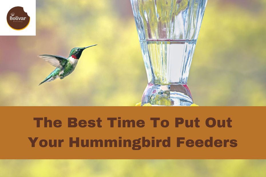 Best Time To Put Out Your Hummingbird Feeders